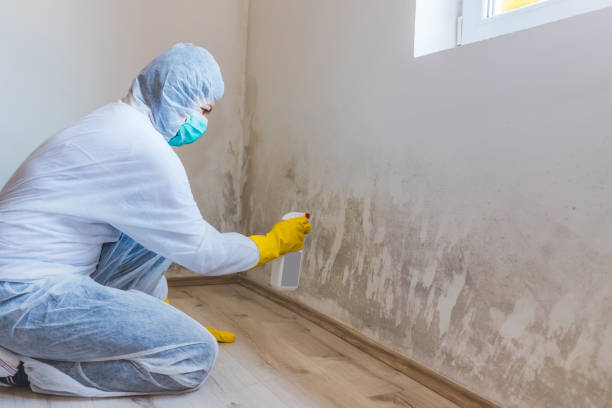Professional mold removal team in Cairnbrook